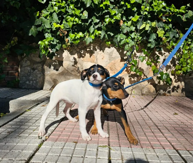 Ascan Madrid 3 768x648