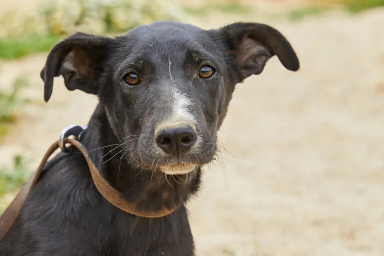 Ascan Madrid 4 768x512