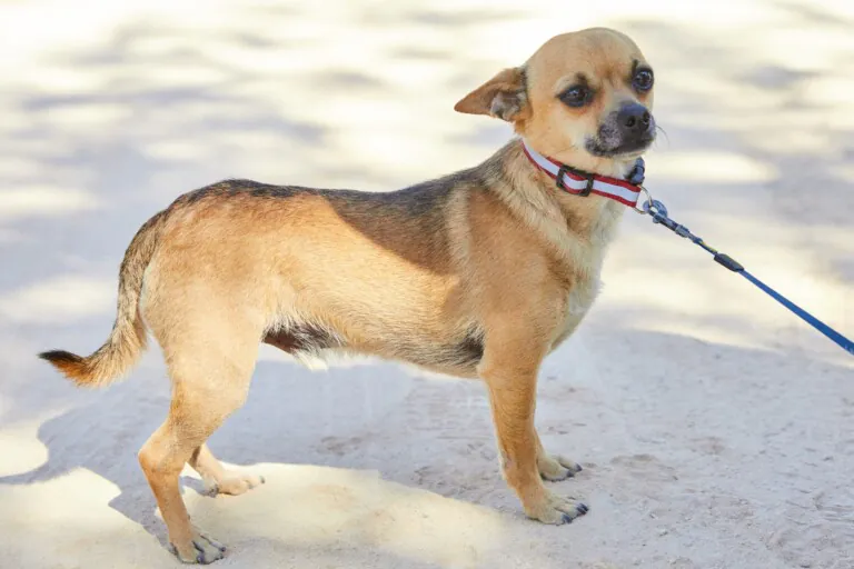 Ascan Madrid 5 768x512