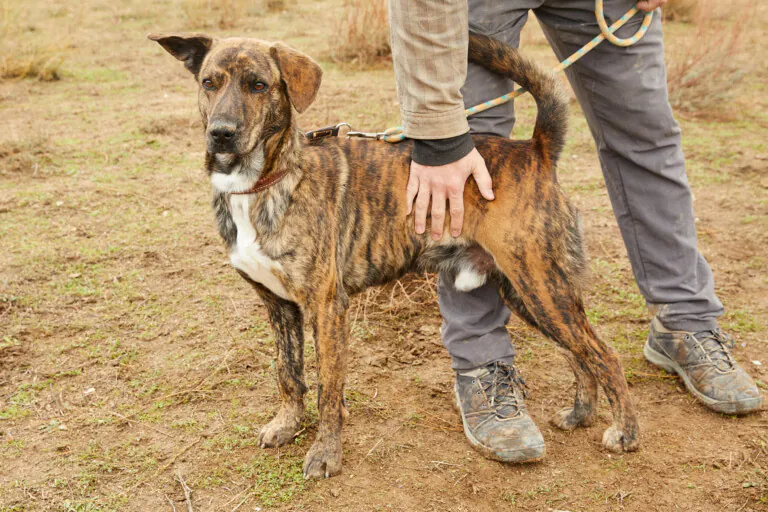 Ascan Madrid 6 768x512