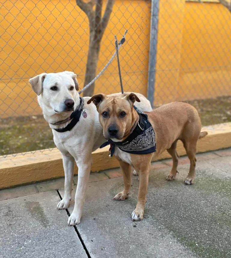 Asociacion Vidas Peludas 768x861