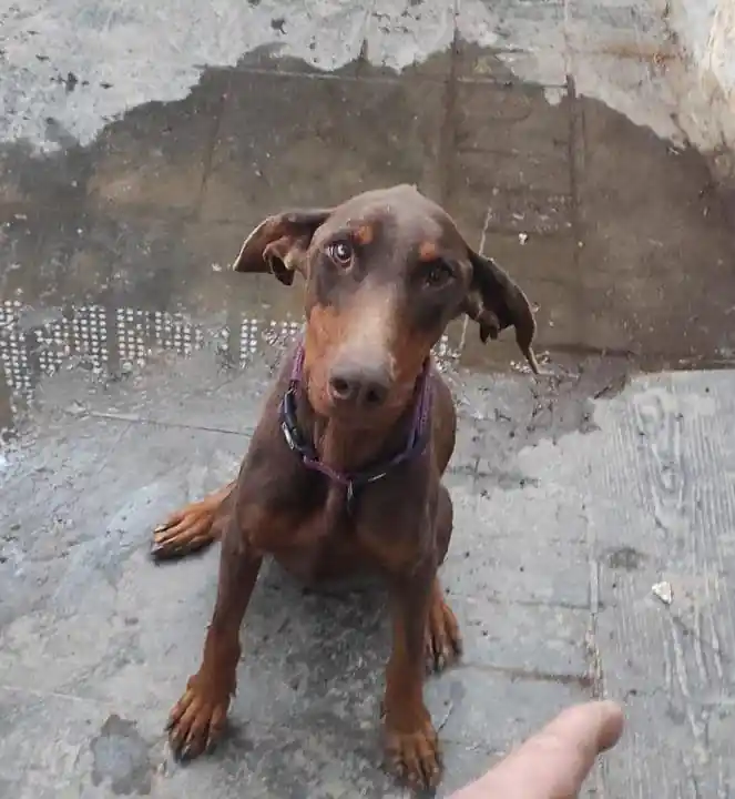 Asociacion Vidas Peludas2