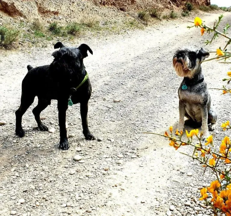 Asociacion Vidas Peludas3 768x718