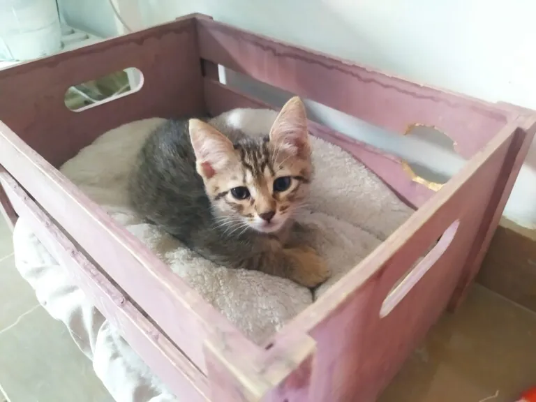 Asociacion Vidas Peludas4 768x576