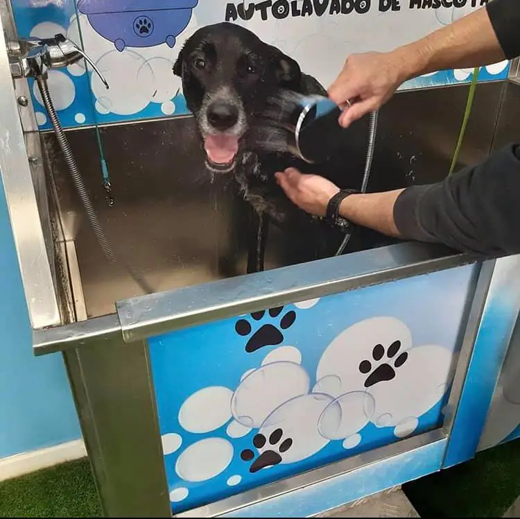 Autocan4