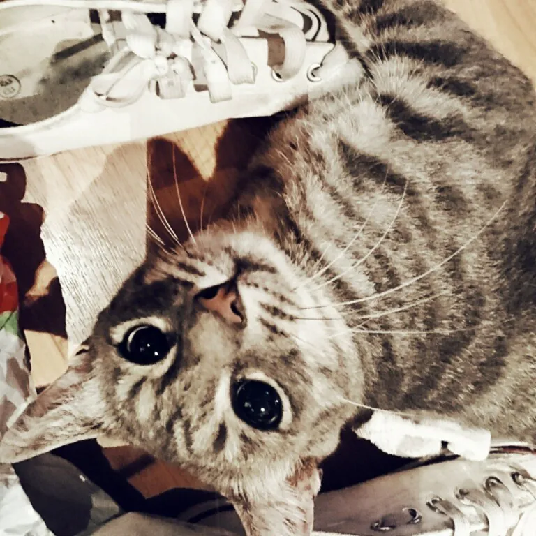 Bichoadictos Petsitter Bcn  768x768