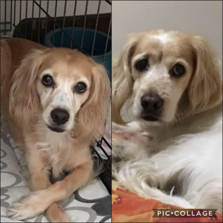 Bichoadictos Petsitter Bcn 3 768x768