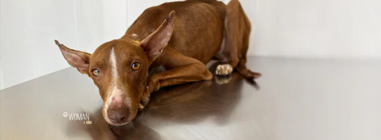 El Refugio 7 768x282