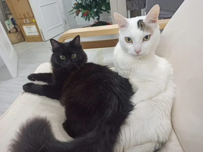 PeluditosEnApuros 1 768x576