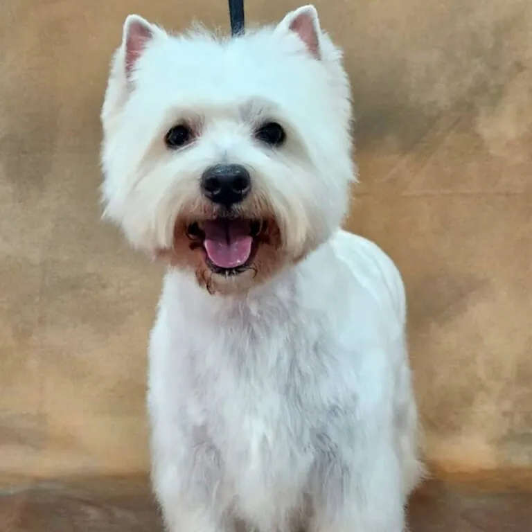 Peluqueria Canina Eliane Queiroz2 768x768