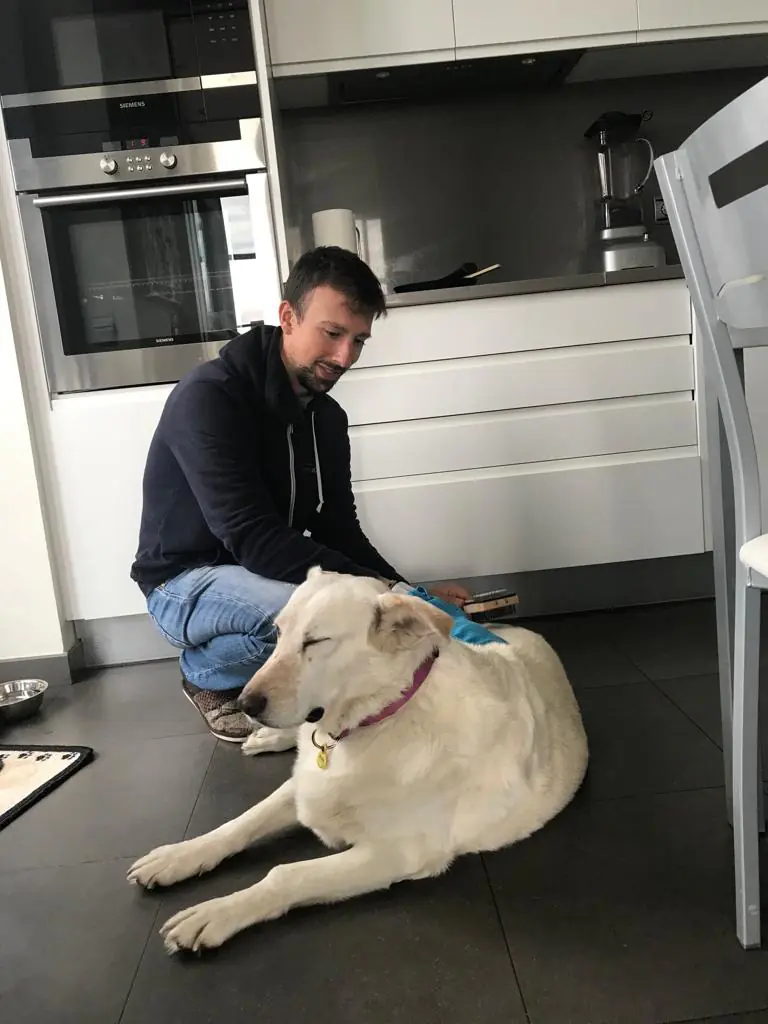 Perro Sano