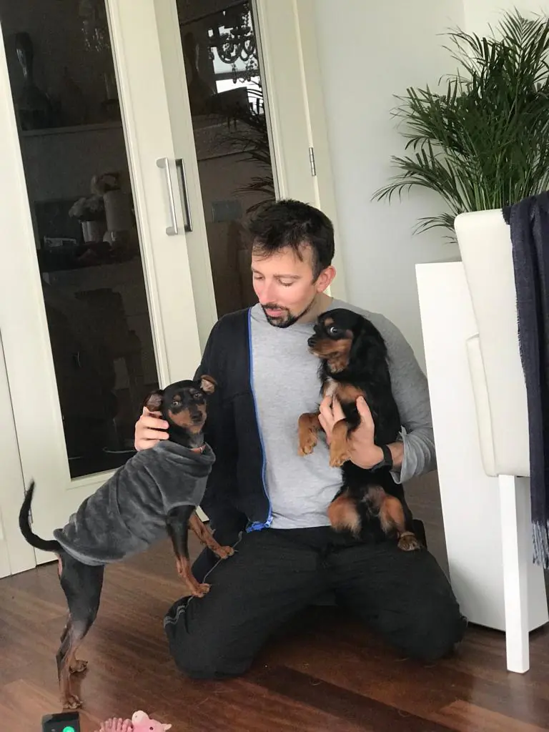 Perro Sano2