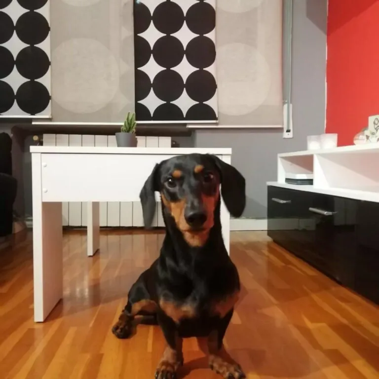 Perro Sano3 768x768