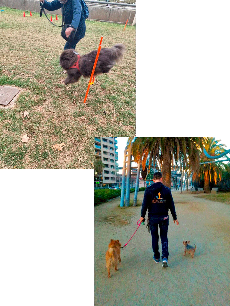 Perro Sano4
