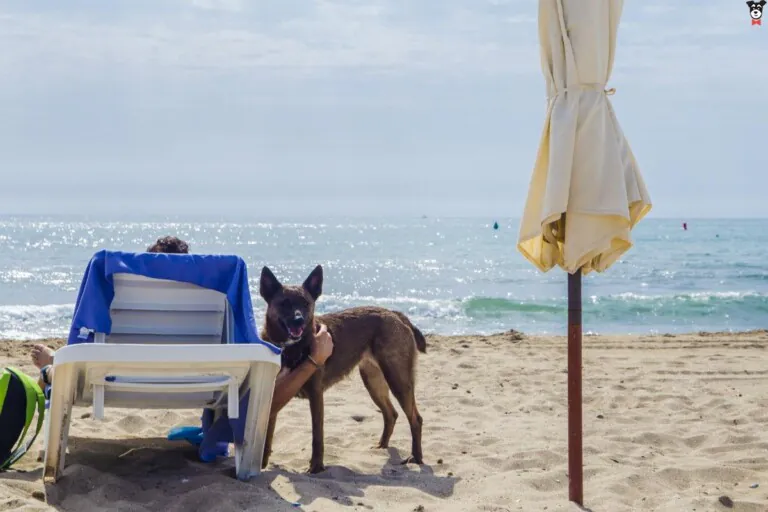 Playa de la Sal del Agua Amarga perros2 768x512
