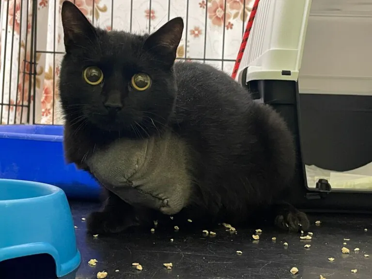 SOS FelinosMadrid 1 768x576