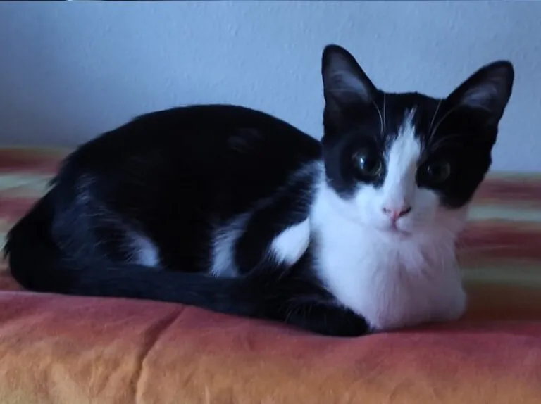SOS FelinosMadrid 3 768x574