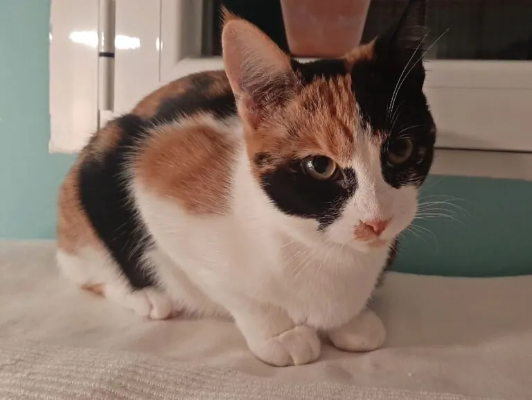 SOS FelinosMadrid 4 768x577