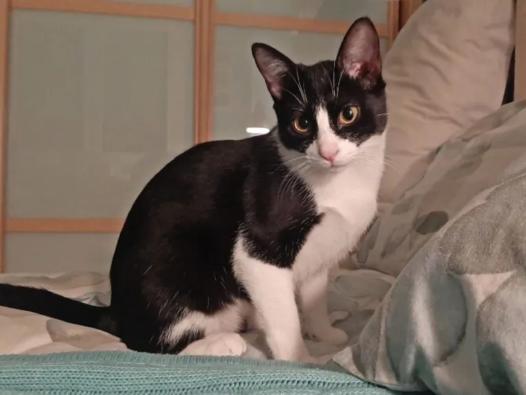 SOS FelinosMadrid 5 768x577