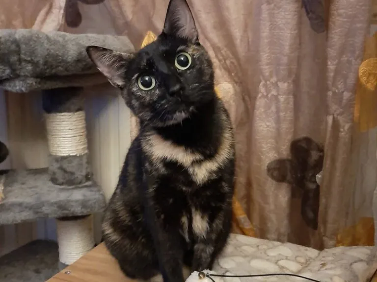 SOS FelinosMadrid 6 768x576