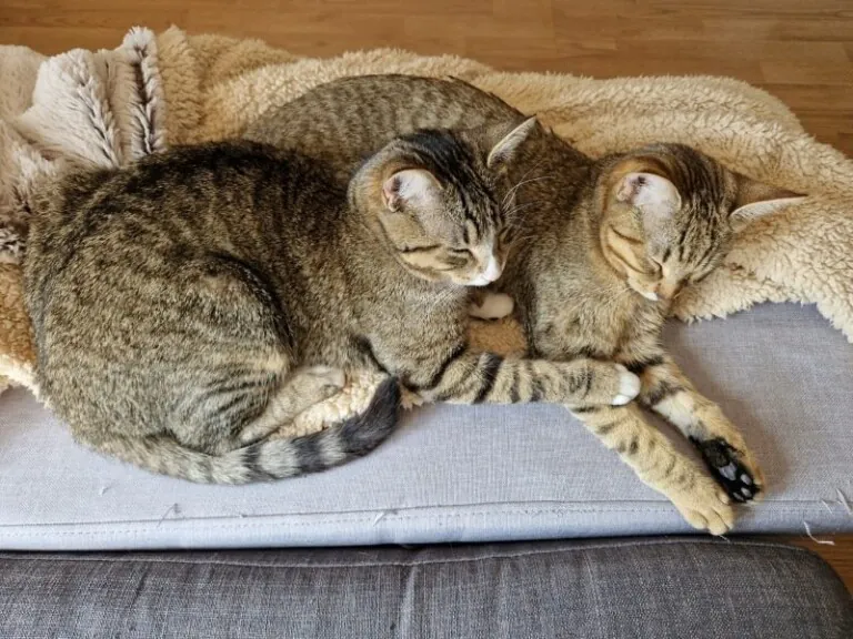 SOS FelinosMadrid 7 768x576