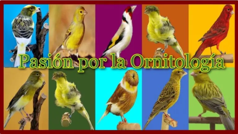 SocOrnitologVillaverde 1 768x432