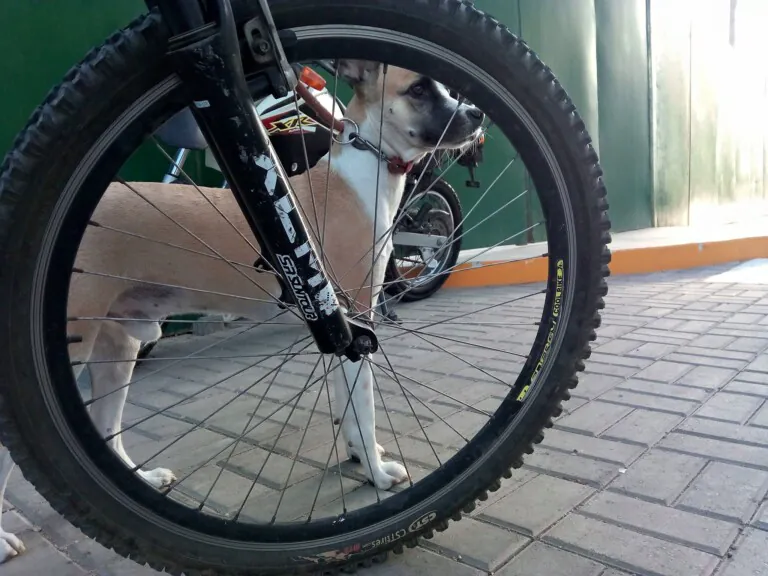 Somos Patas BCN  768x576