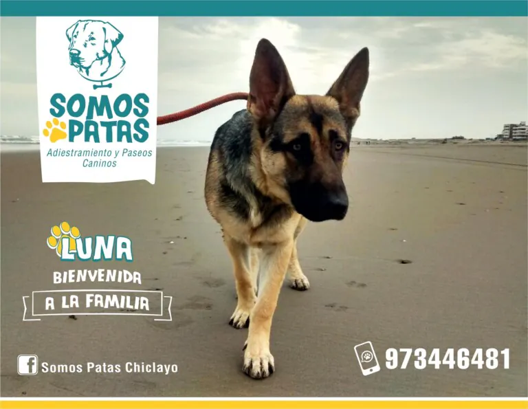 Somos Patas BCN 2 768x595