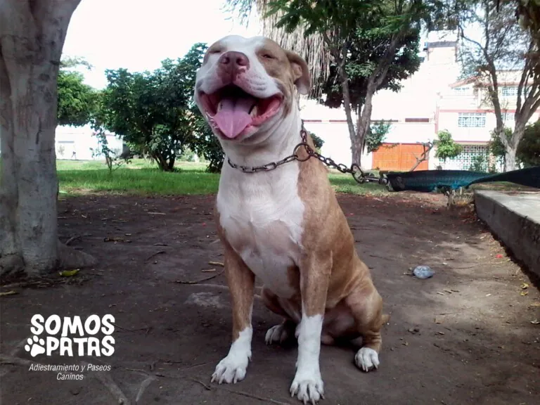 Somos Patas BCN 3 768x576