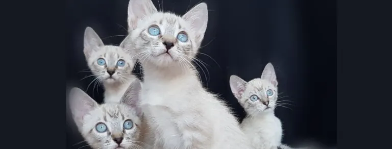 VAMARAnimals 1 768x292