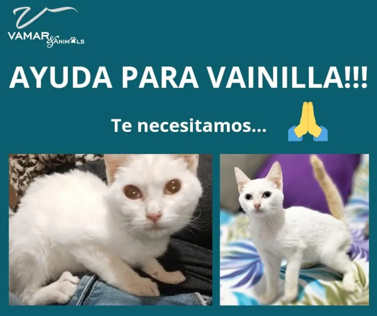 VAMARAnimals 2 768x644