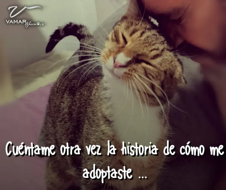 VAMARAnimals 3 768x644