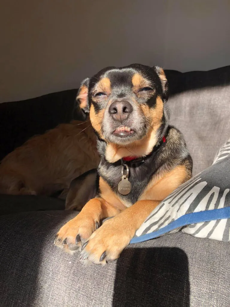 Vet Pet Sitter Barcelona 4 768x1024