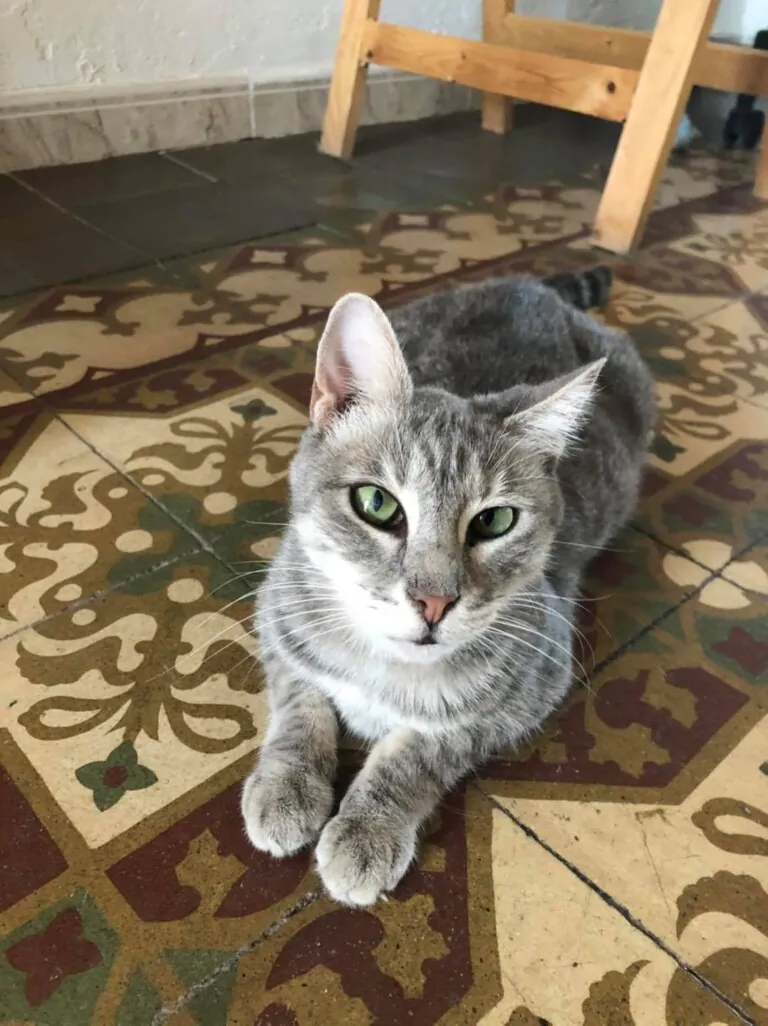 Vet Pet Sitter Barcelona 5 768x1026