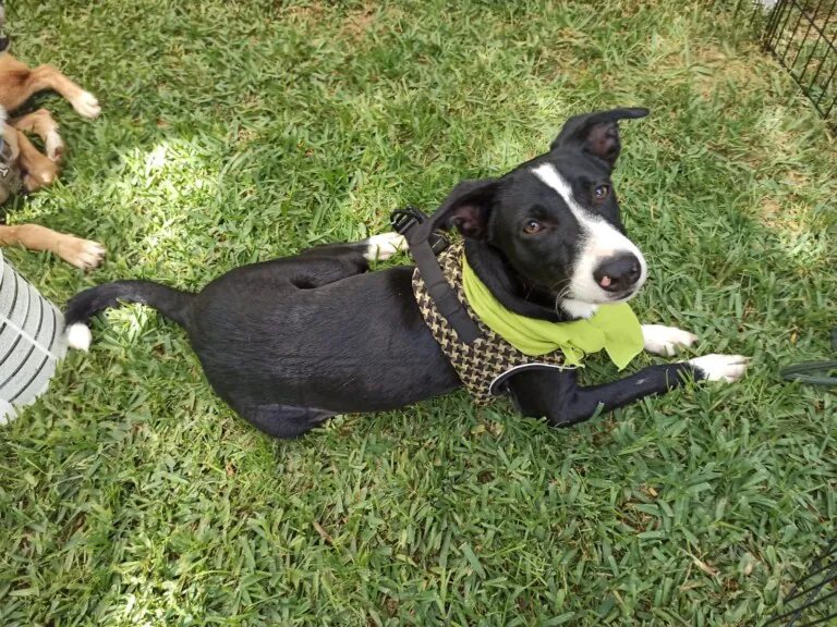 307462299 3220077871542909 2451757026196288994 n 768x576