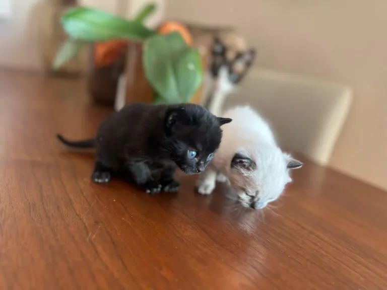 431013253 361438926860031 2935433984040889039 n 768x576