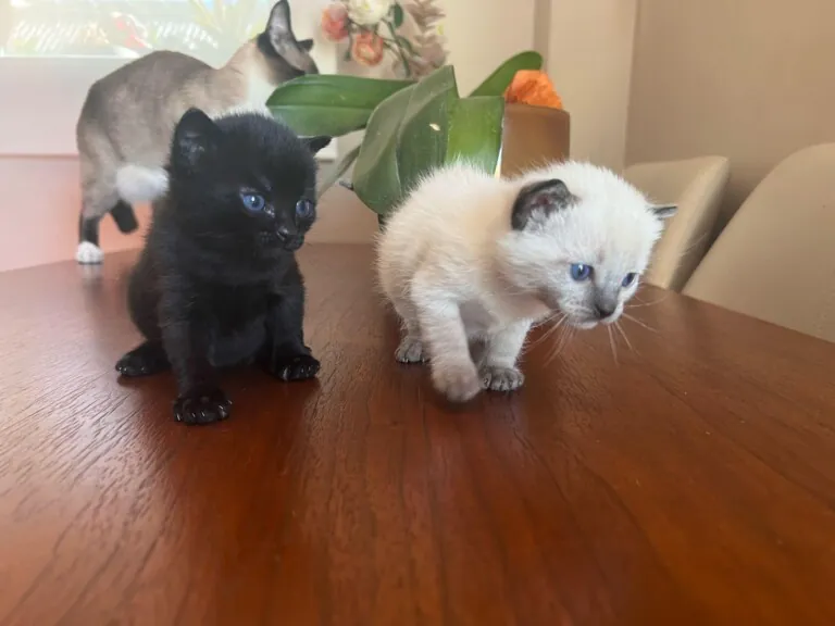 431937837 361438910193366 4413488638182436074 n 768x576