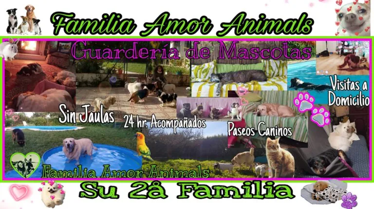 AmorAnimals 1 768x429