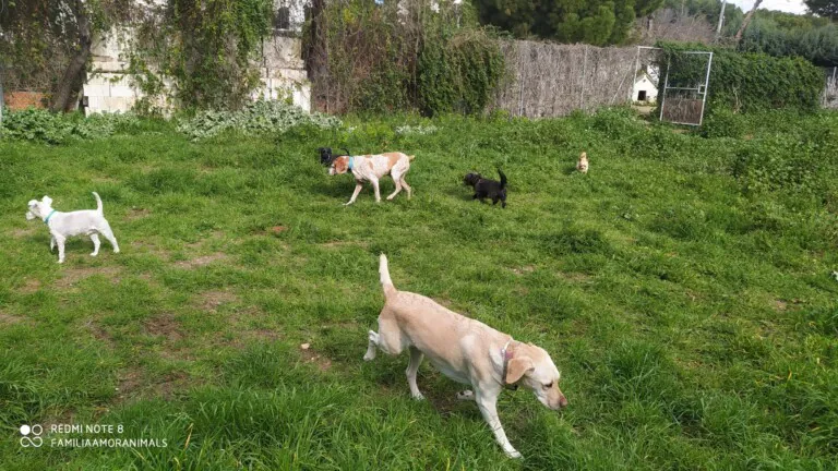 AmorAnimals 2 768x432