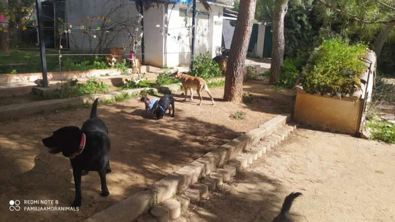 AmorAnimals 6 1 768x432