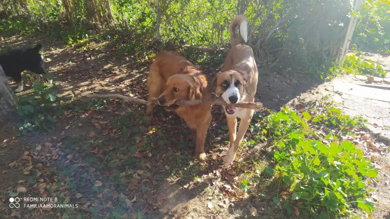 AmorAnimals 7 1 768x432