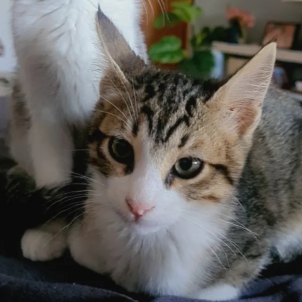 Asociacion GATA 5