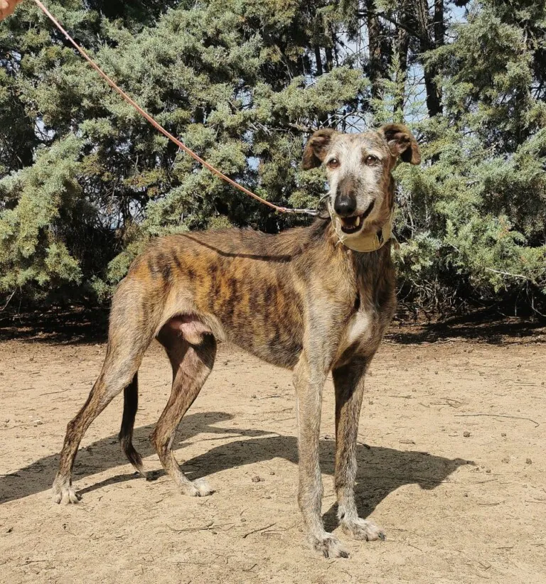 BaasGalgo 1 768x822