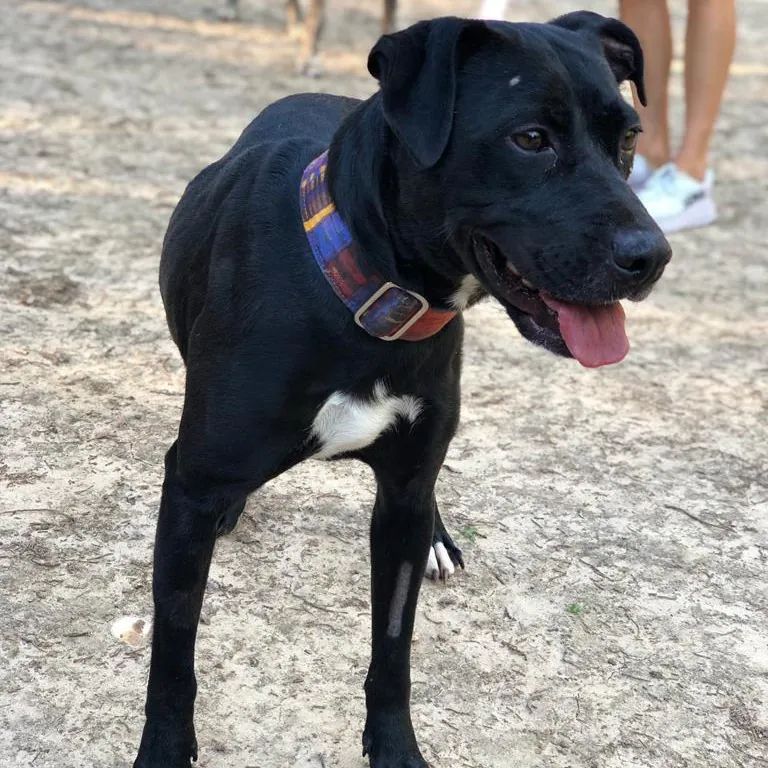 BaasGalgo 2