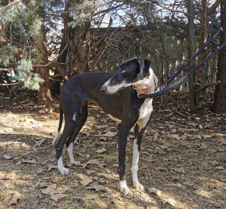 BaasGalgo 3 768x710