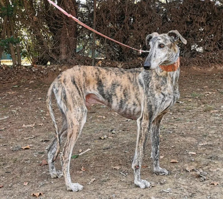 BaasGalgo 4 768x685