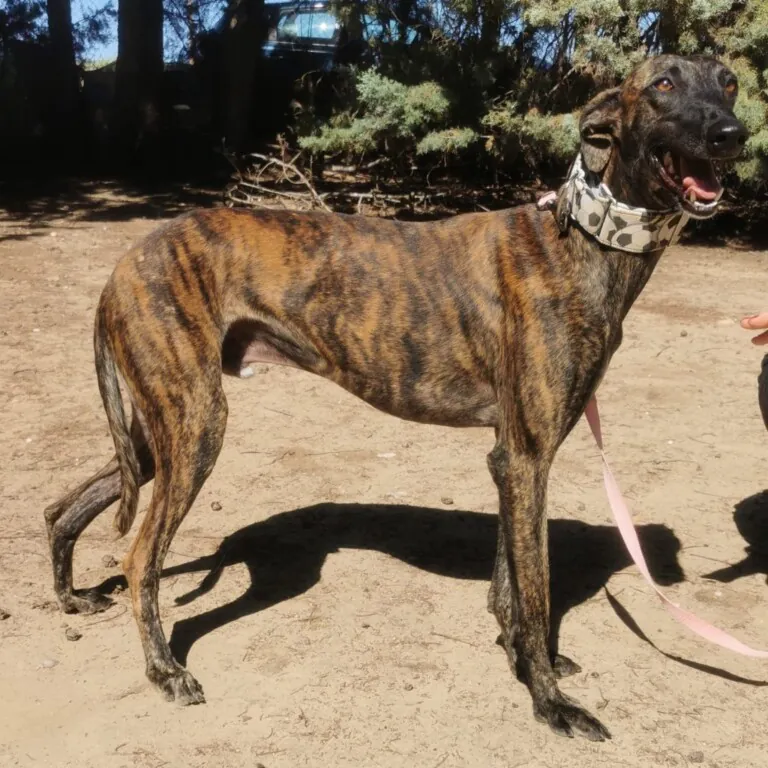BaasGalgo 5 768x768