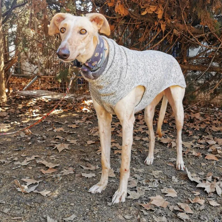 BaasGalgo 6 768x768