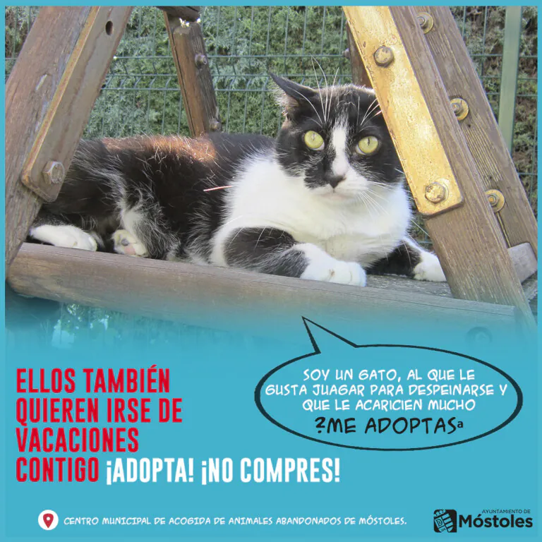 CMAAA Mostoles 5 768x768