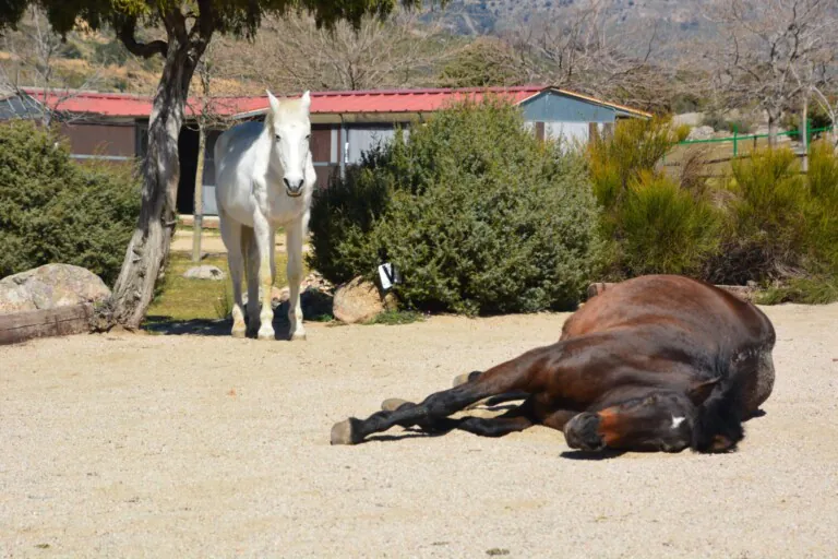 Finca Mazasti 1 768x512